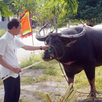 Nghệ nhân bật mí 11 tướng quý chọn trâu chọi Đồ Sơn