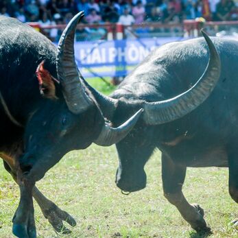 Tản mạn về trâu trong võ thuật Việt