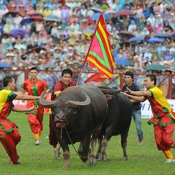 Lịch sử thăng trầm lễ hội chọi trâu Đồ Sơn