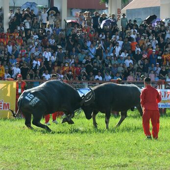 Lý do lễ hội Chọi Trâu Đồ Sơn ngày càng hấp dẫn