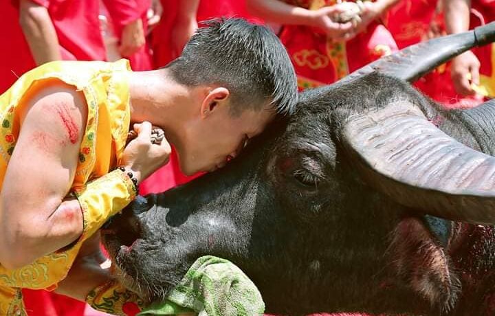 Uống chén trà vỉa hè, nói vài điều về lễ hội chọi trâu….