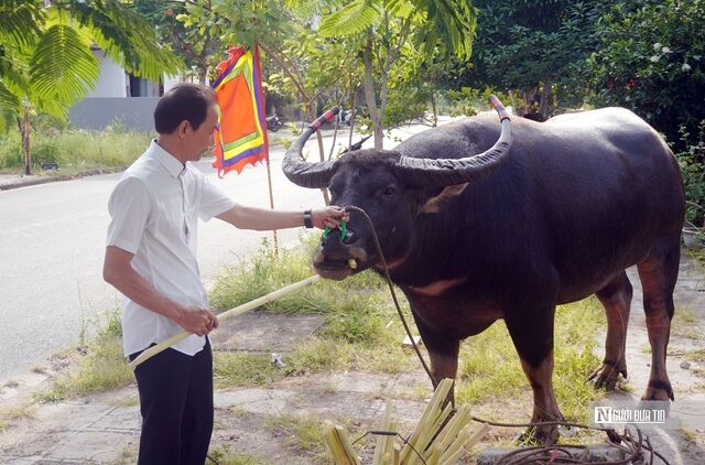 Nghệ nhân bật mí 11 tướng quý chọn trâu chọi Đồ Sơn