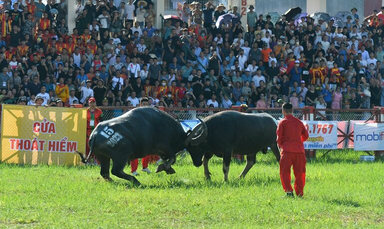 Lý do lễ hội Chọi Trâu Đồ Sơn ngày càng hấp dẫn