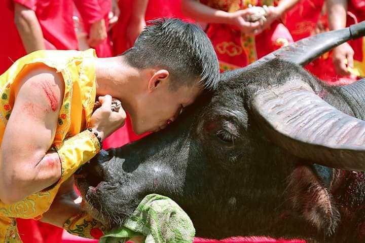 Uống chén trà vỉa hè, nói vài điều về lễ hội chọi trâu….